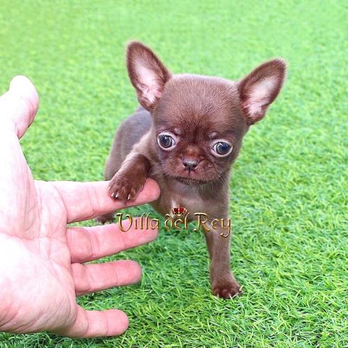 chihuahua chocolate madrid