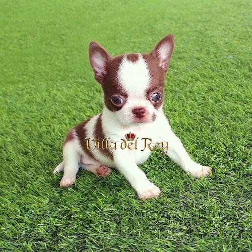 comprar chihuahua Madrid cachorros