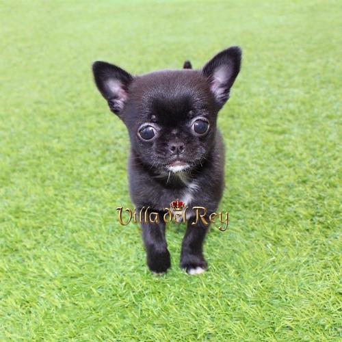 criaderos chihuahua Murcia Venta comprar
