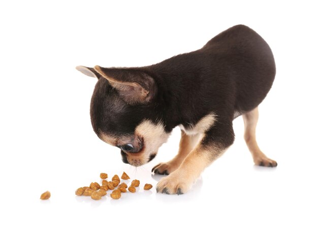 La alimentación es crucial en el control de la hipoglucemia en chihuahuas