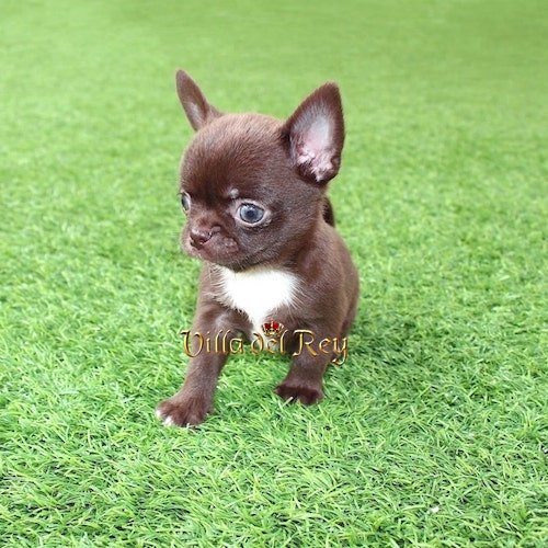 kit-kat DOG