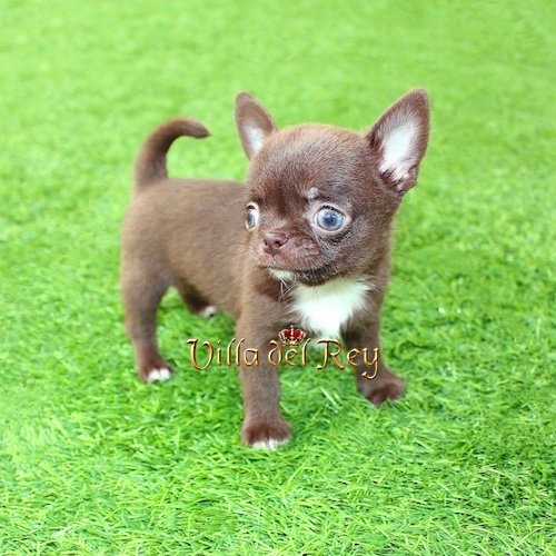 kit-kat-chihuahua