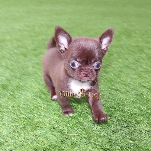 kit-kat-chocolate